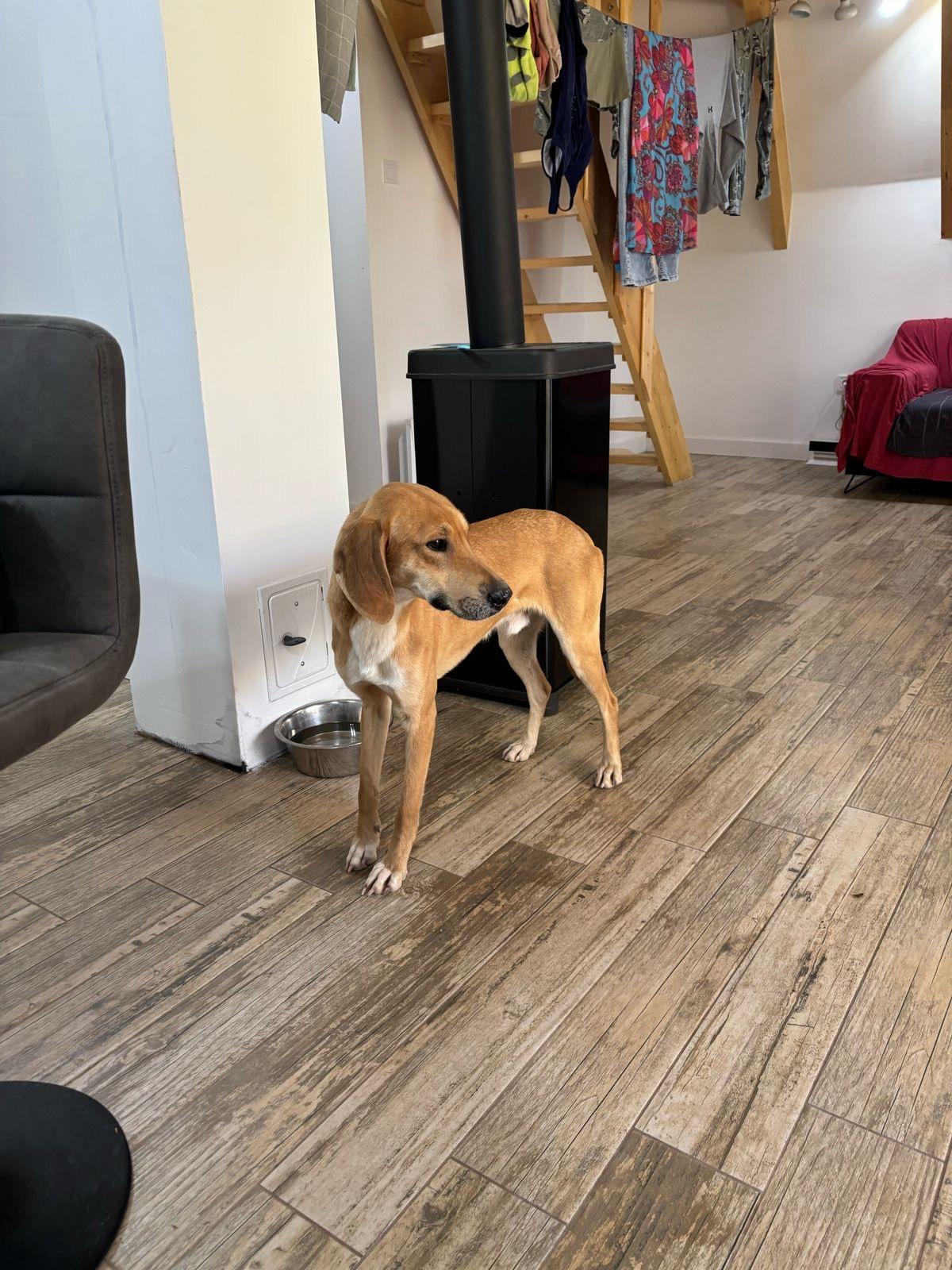 Chat, Adoptable, Young Male Hound.