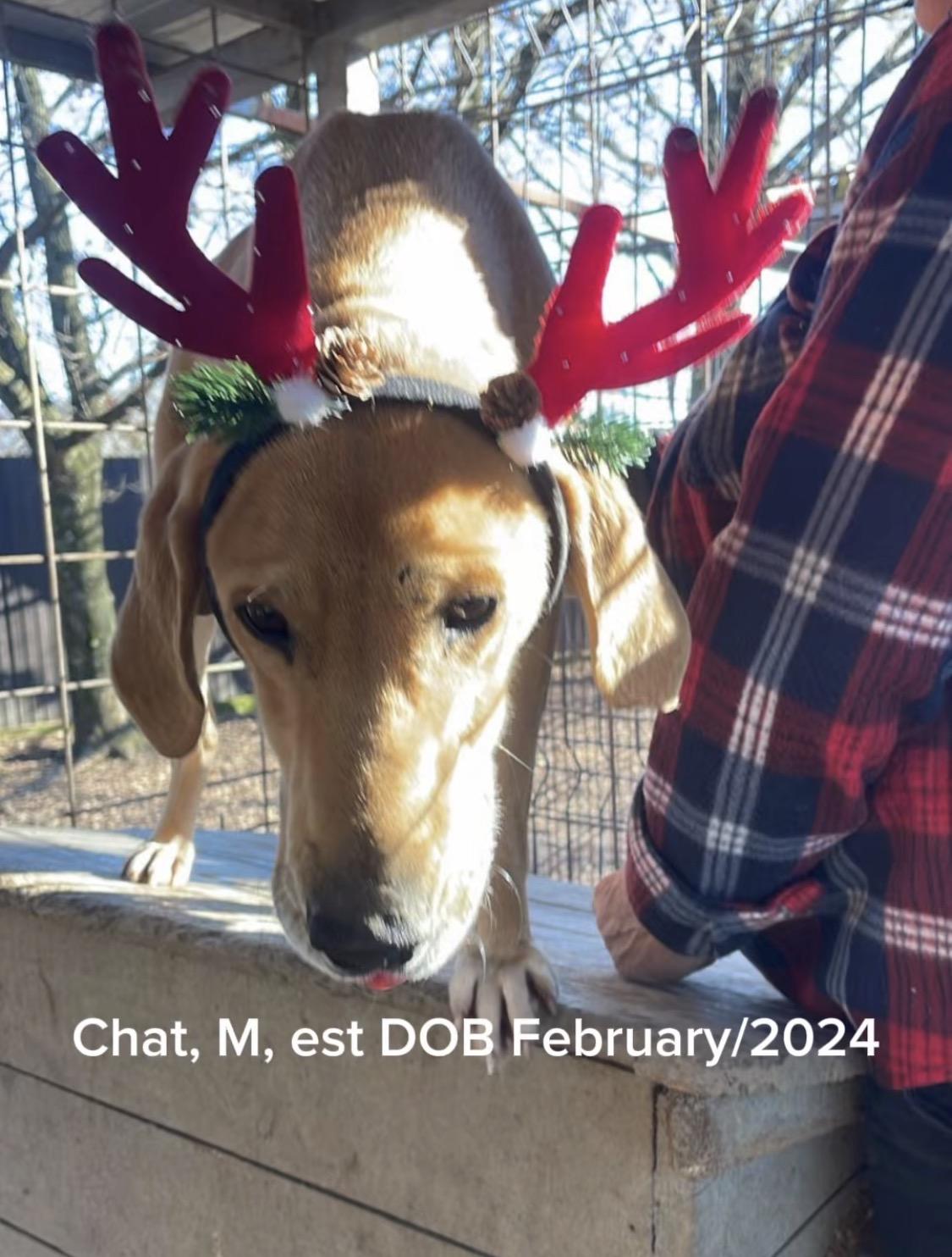 Chat — thumbnail 2