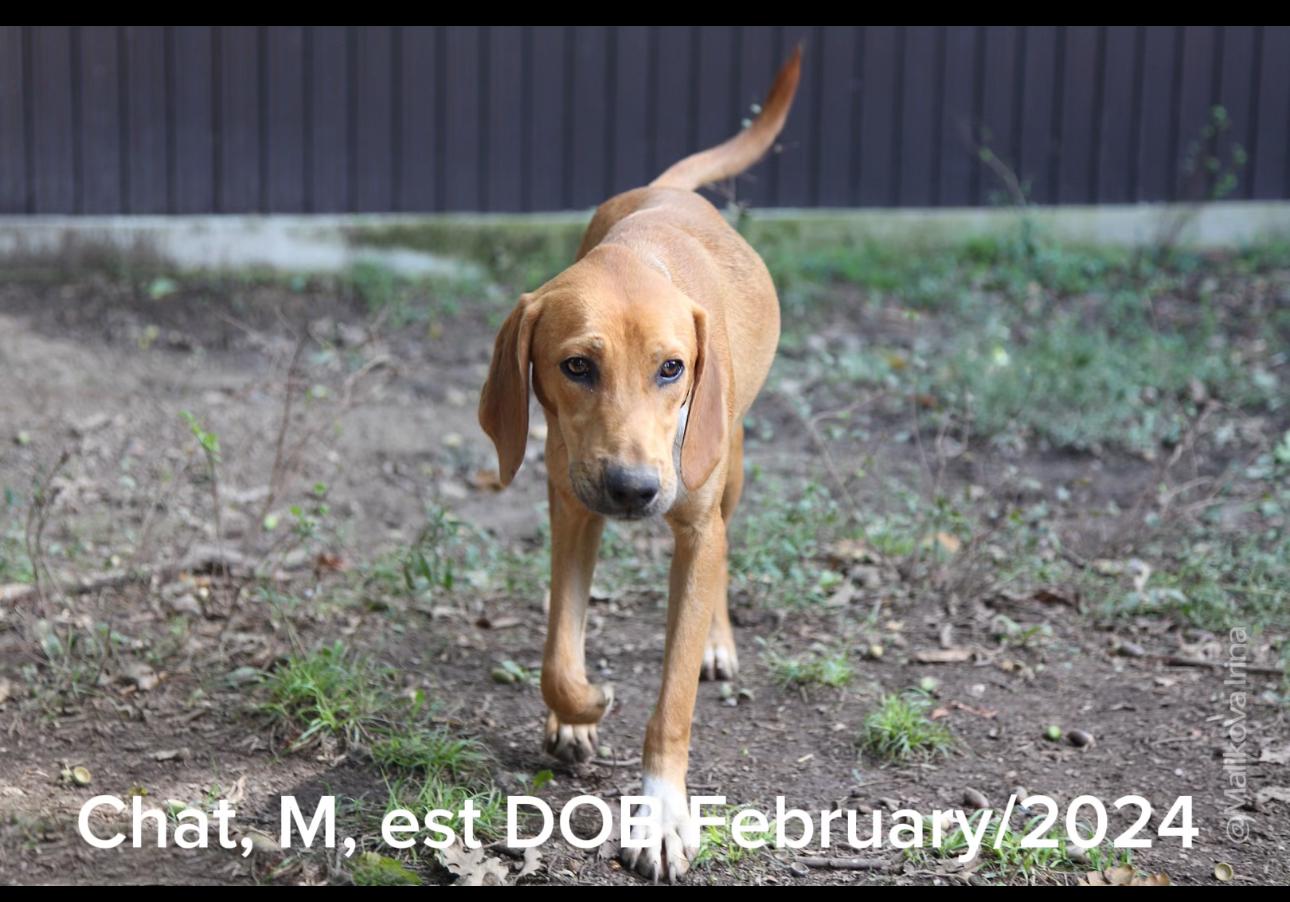 Chat, a Adoptable mixed breed in Shrewsbury, MA image 3/4