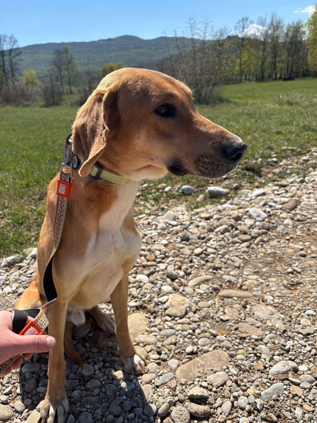 Chat, a Adoptable mixed breed in Shrewsbury, MA image 1/4