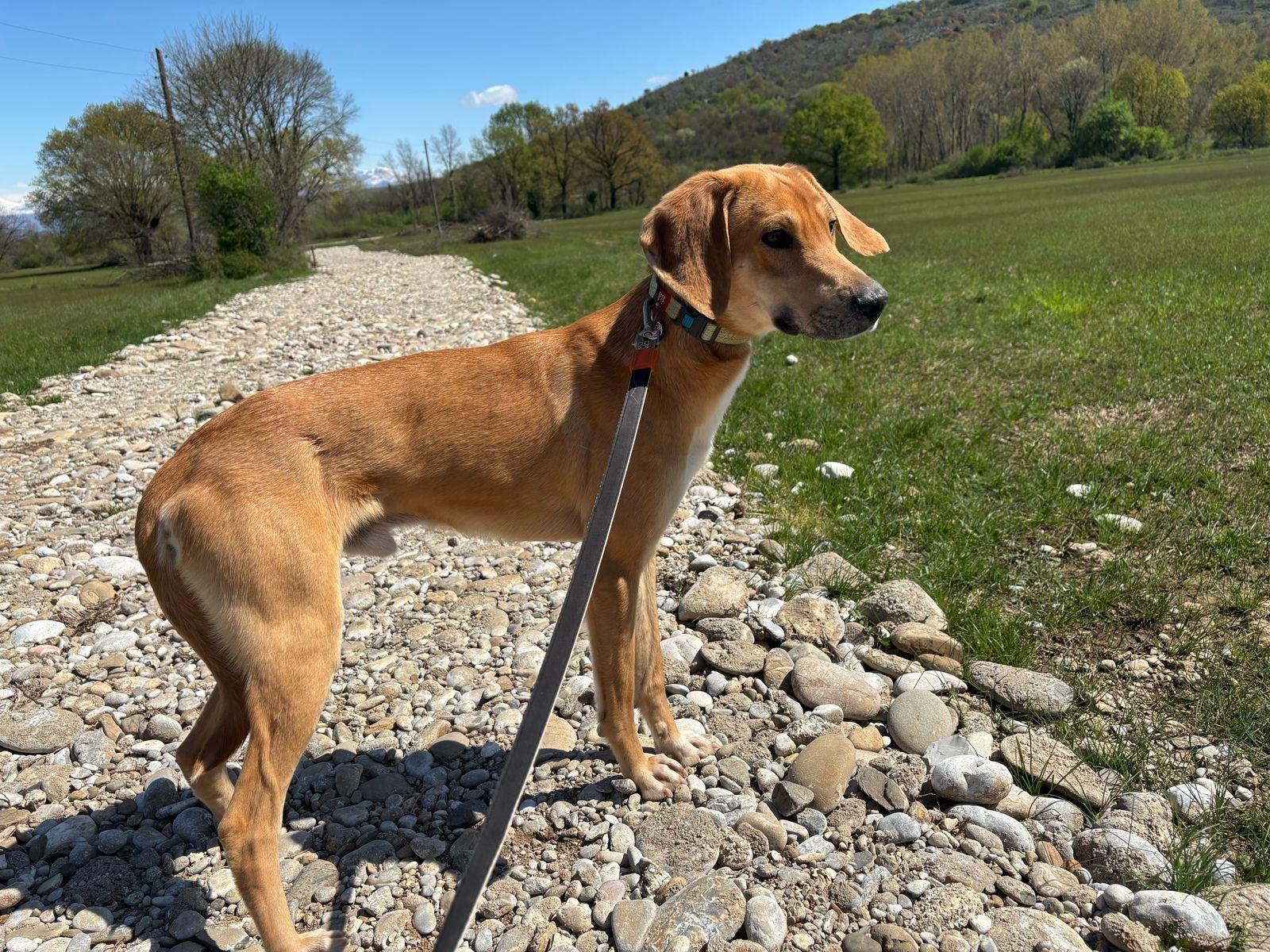 Chat, a Adoptable mixed breed in Shrewsbury, MA image 4/4