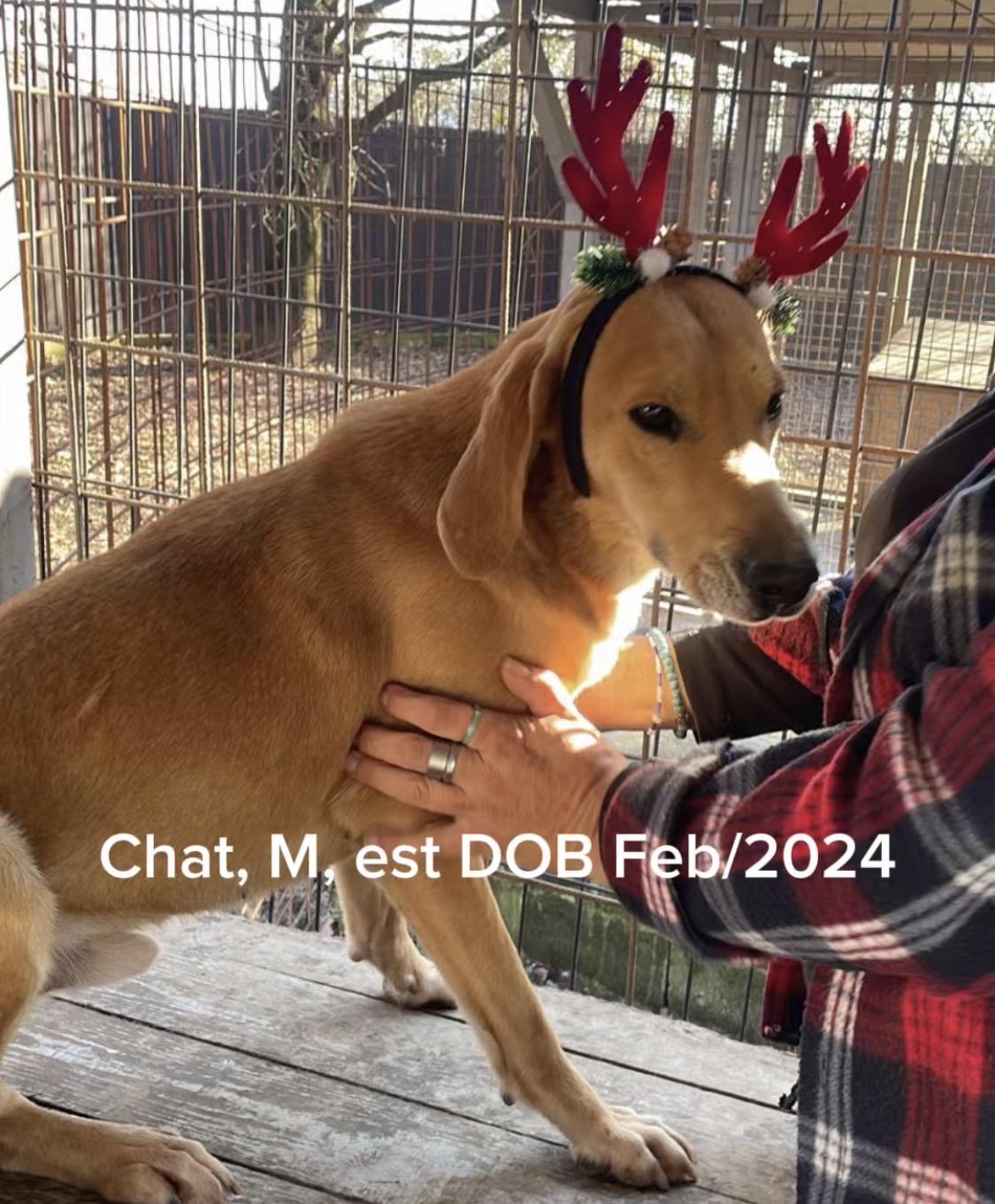 Chat, Adoptable, Young Male Hound.