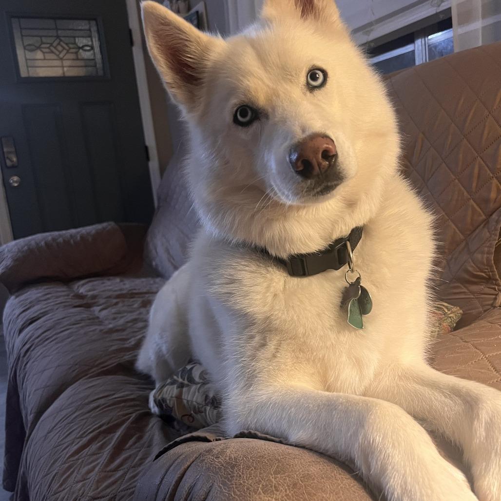 Prince (Reduced Rover), a Adoptable Husky in New Orleans, LA image 1/6