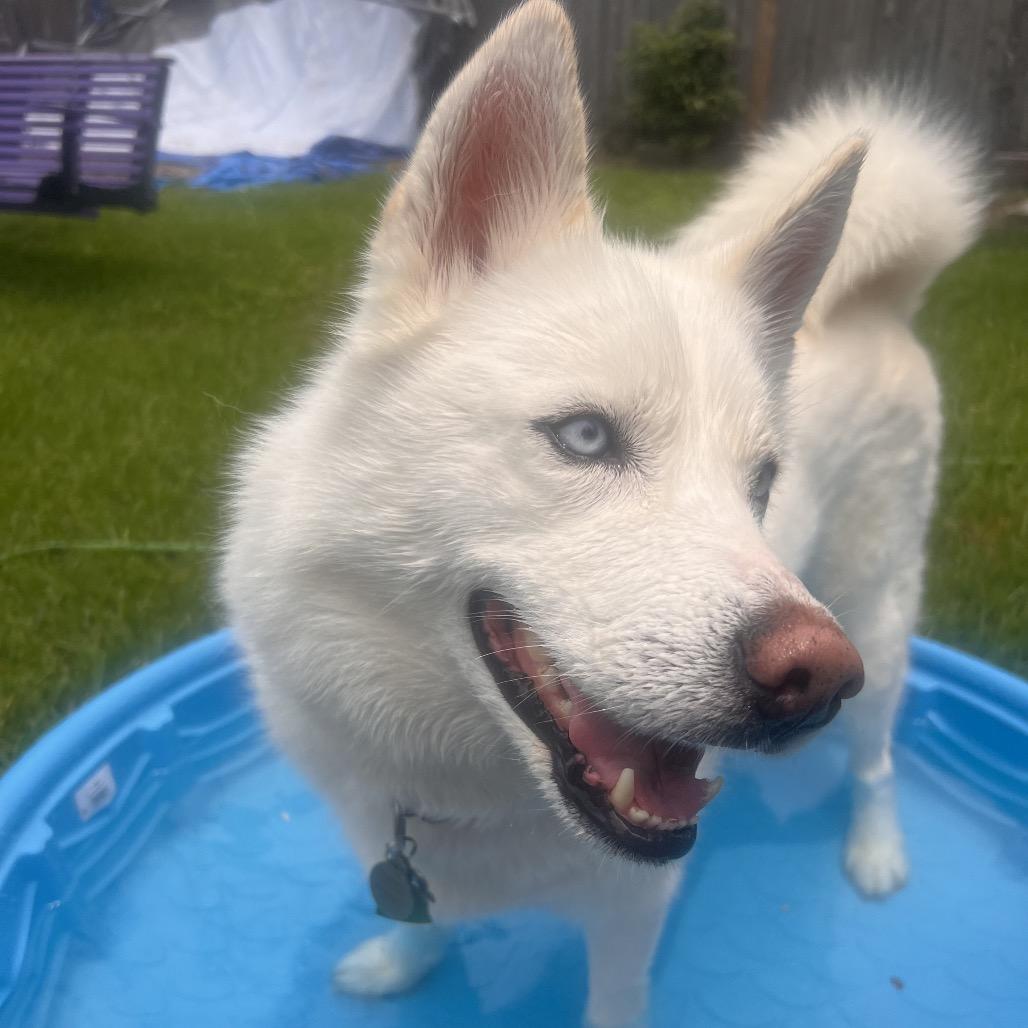 Prince (Reduced Rover), Adoptable, Adult Male Husky.