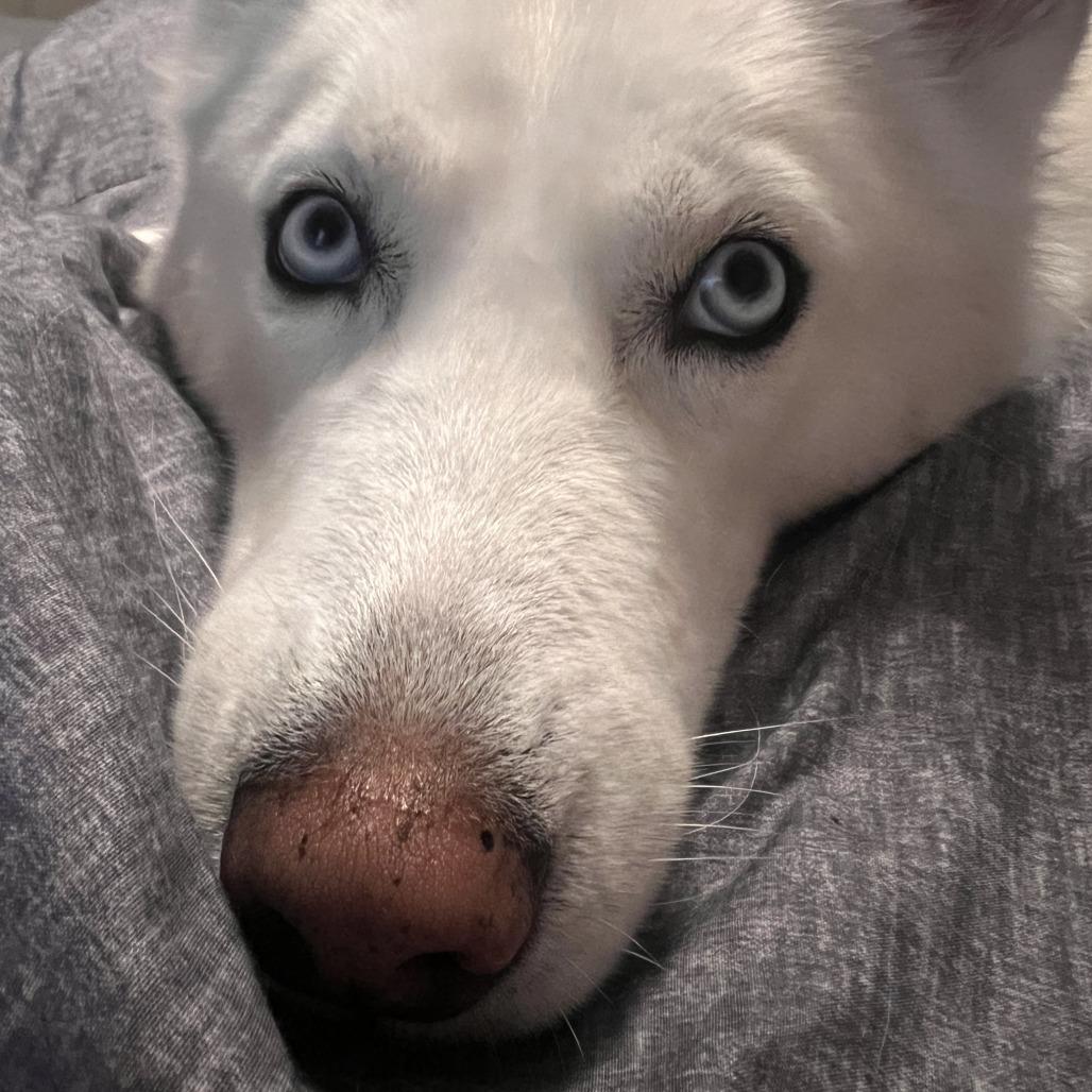 Prince (Reduced Rover), a Adoptable Husky in New Orleans, LA image 2/6