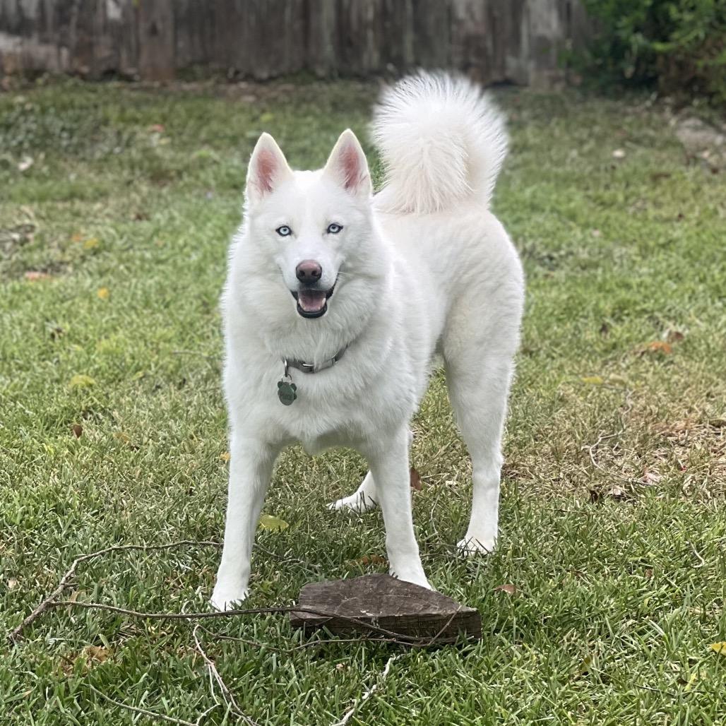 Prince (Reduced Rover), a Adoptable Husky in New Orleans, LA image 3/6