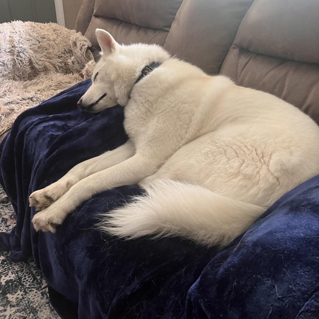 Prince (Reduced Rover), a Adoptable Husky in New Orleans, LA image 4/6