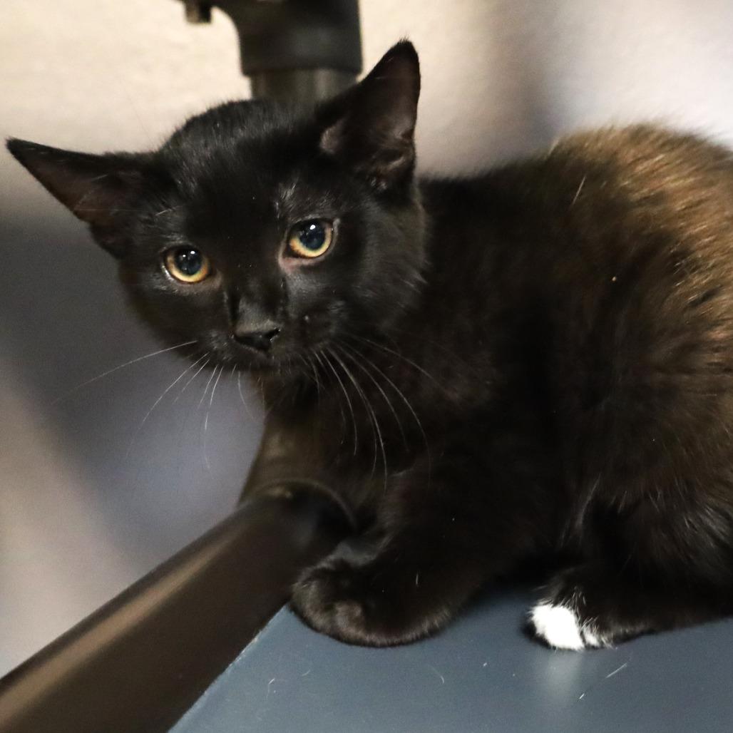 Enlarge Drew, a Adoptable Domestic Short Hair in Lakeland, FL image 1/3