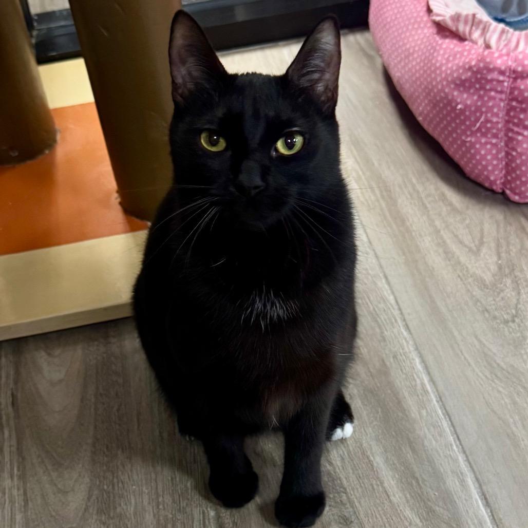 Enlarge Drew, a Adoptable Domestic Short Hair in Lakeland, FL image 2/3