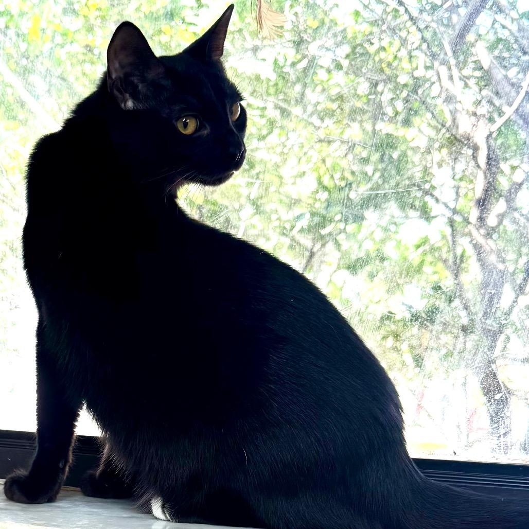 Enlarge Drew, a Adoptable Domestic Short Hair in Lakeland, FL image 3/3