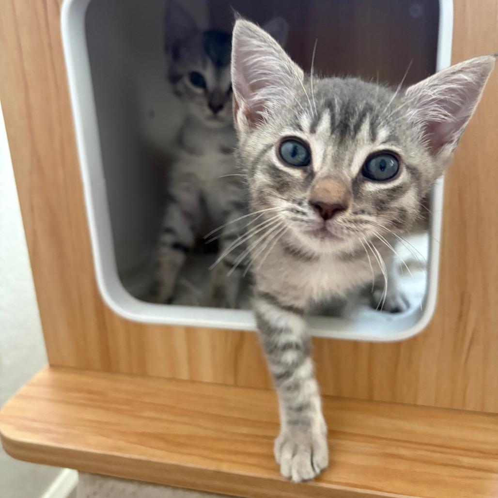 Enlarge Hula Girl, a Adoptable Domestic Short Hair in Costa Mesa, CA image 1/6