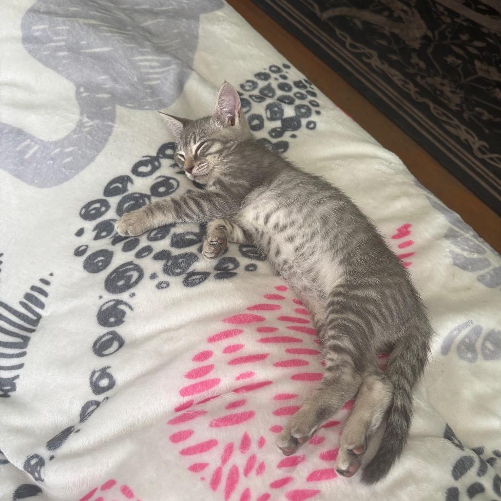 Enlarge Hula Girl, a Adoptable Domestic Short Hair in Costa Mesa, CA image 2/6