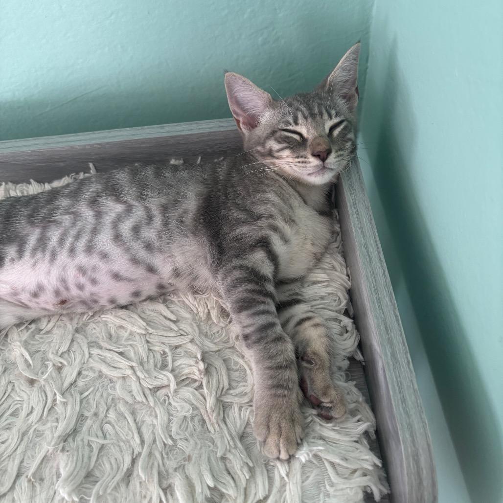 Enlarge Hula Girl, a Adoptable Domestic Short Hair in Costa Mesa, CA image 3/6