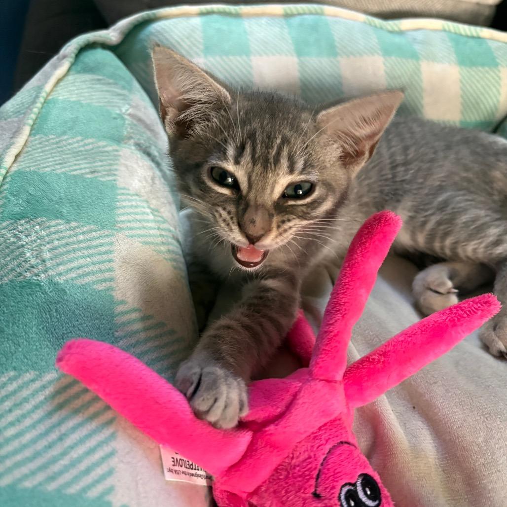 Enlarge Hula Girl, a Adoptable Domestic Short Hair in Costa Mesa, CA image 5/6