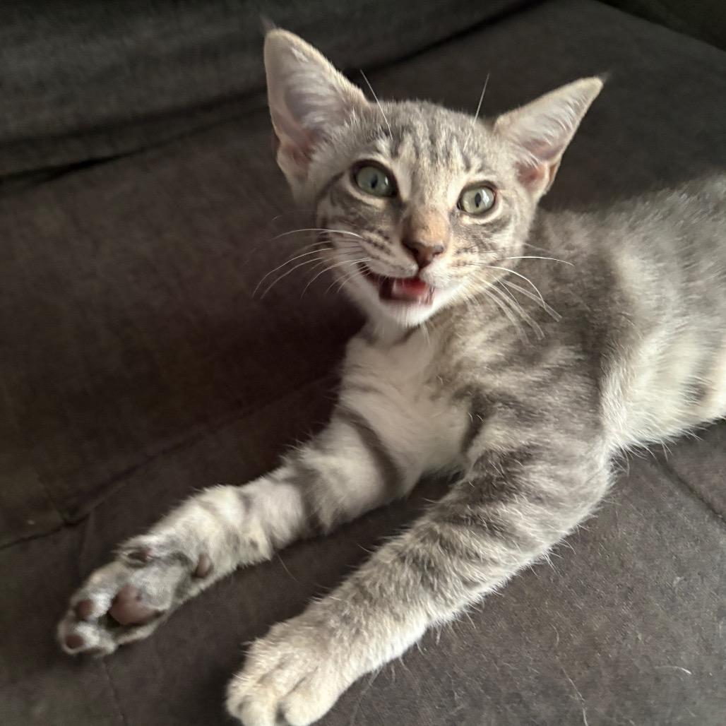 Enlarge Hula Girl, a Adoptable Domestic Short Hair in Costa Mesa, CA image 6/6