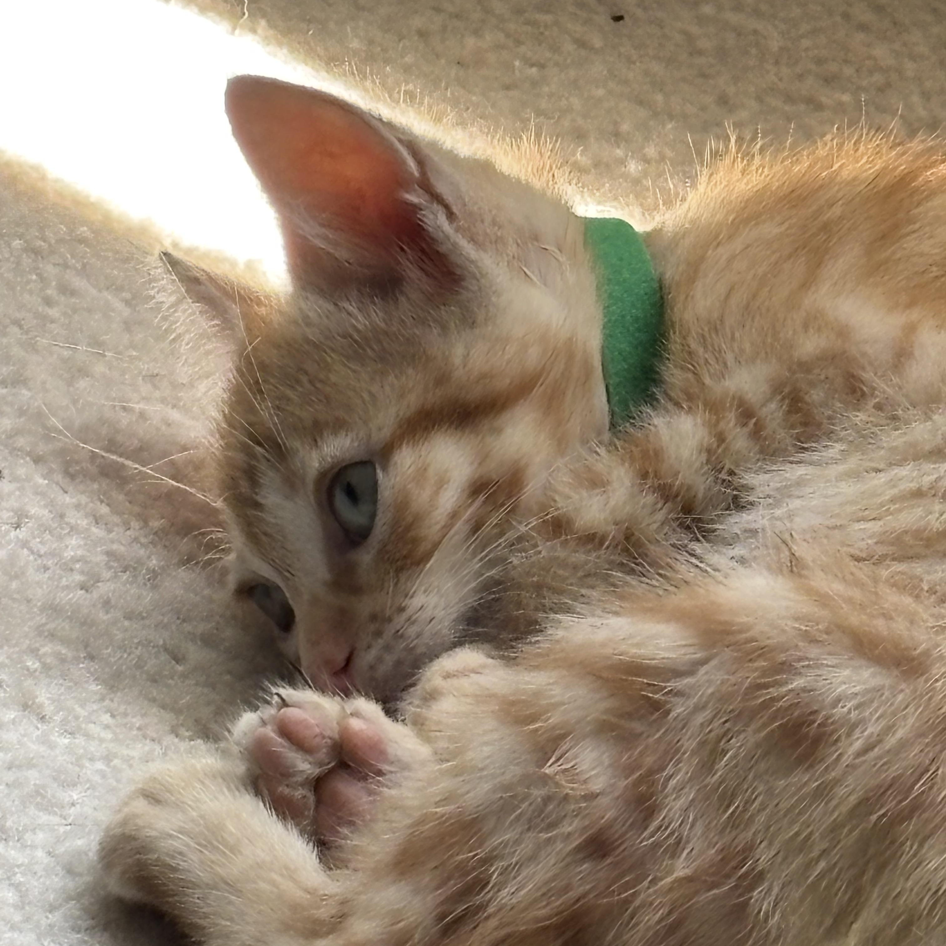 Elton, an adopted Domestic Short Hair in Hillsboro, OR image 2/5