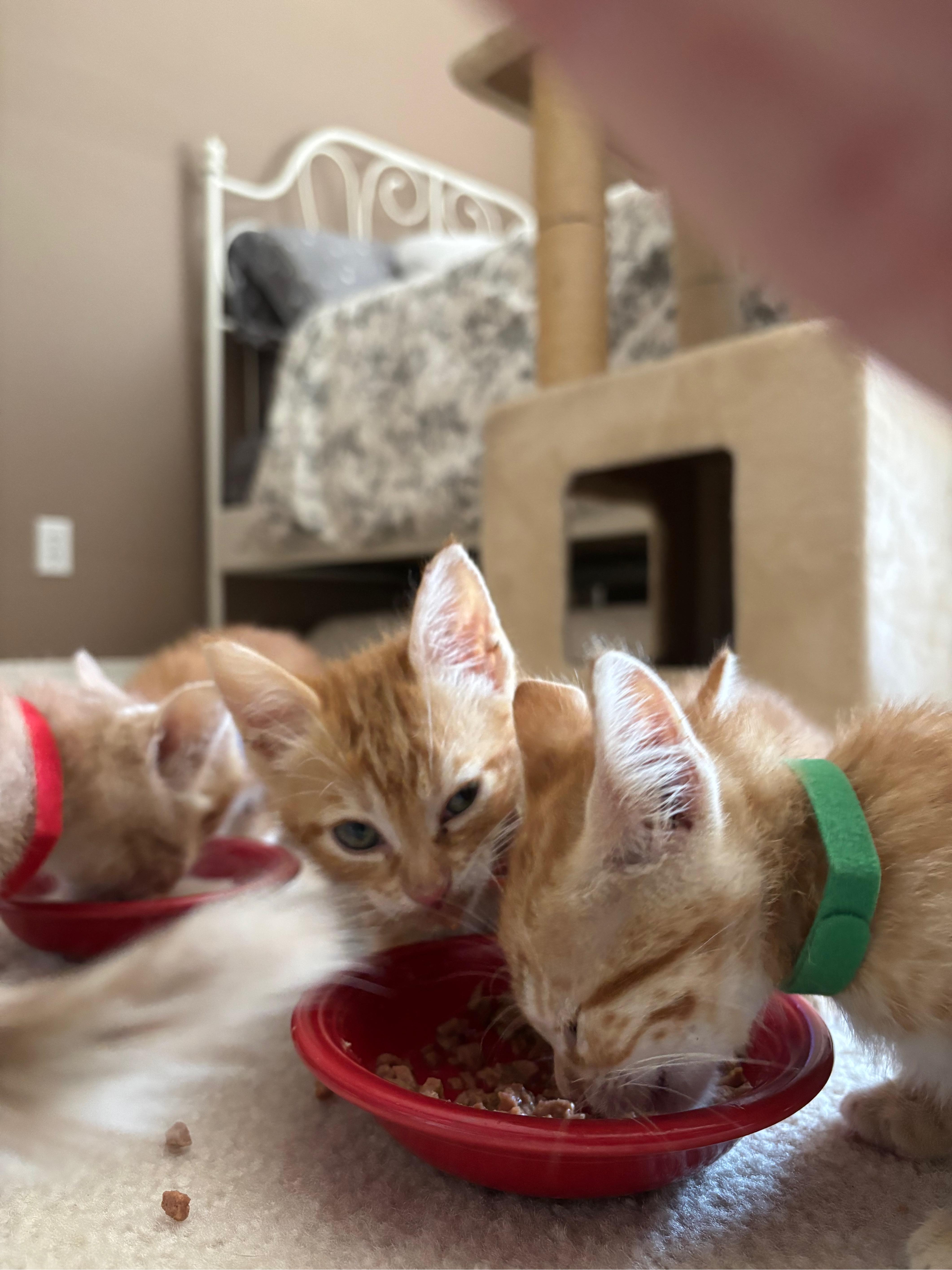 Elton, an adopted Domestic Short Hair in Hillsboro, OR image 4/5