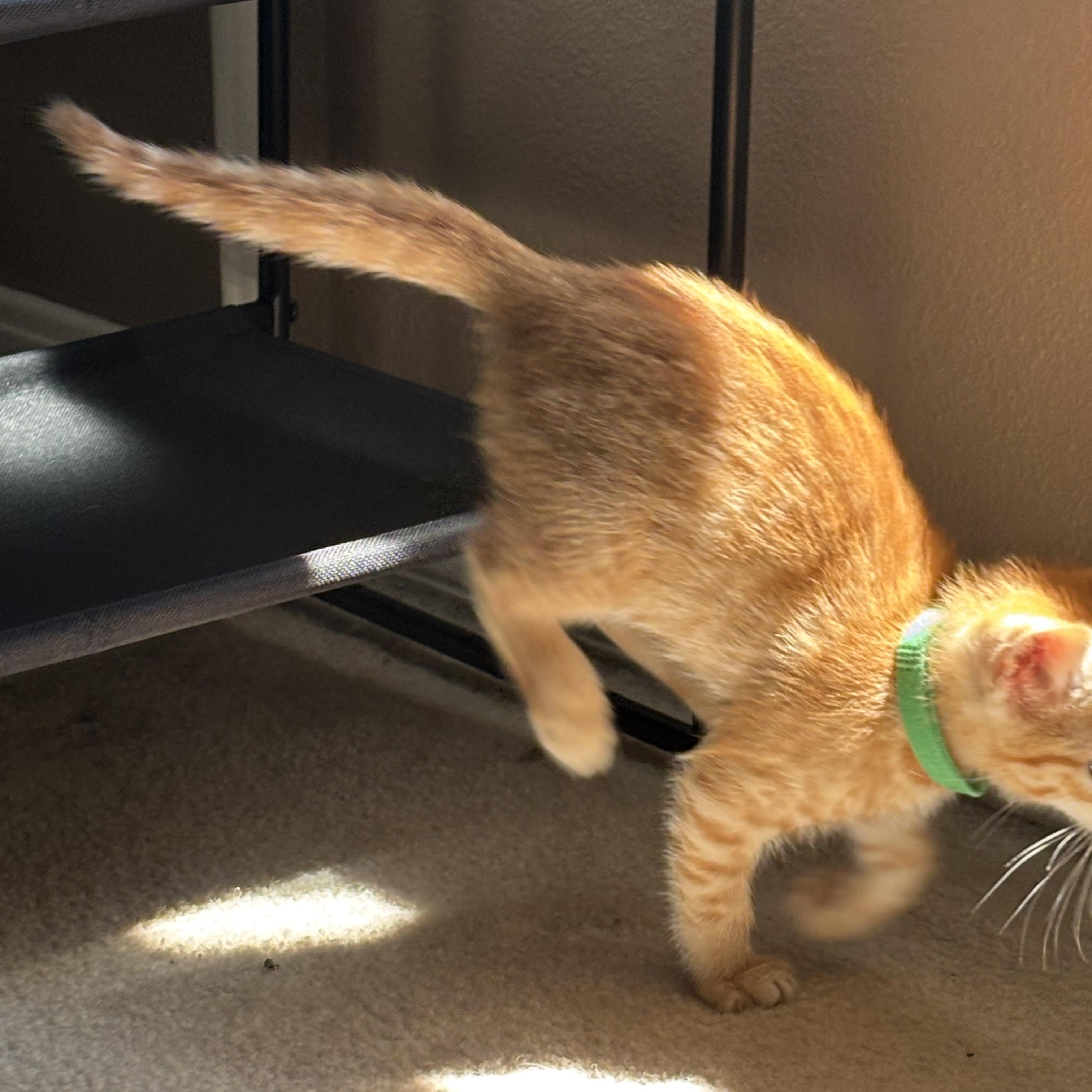 Elton, an adopted Domestic Short Hair in Hillsboro, OR image 5/5