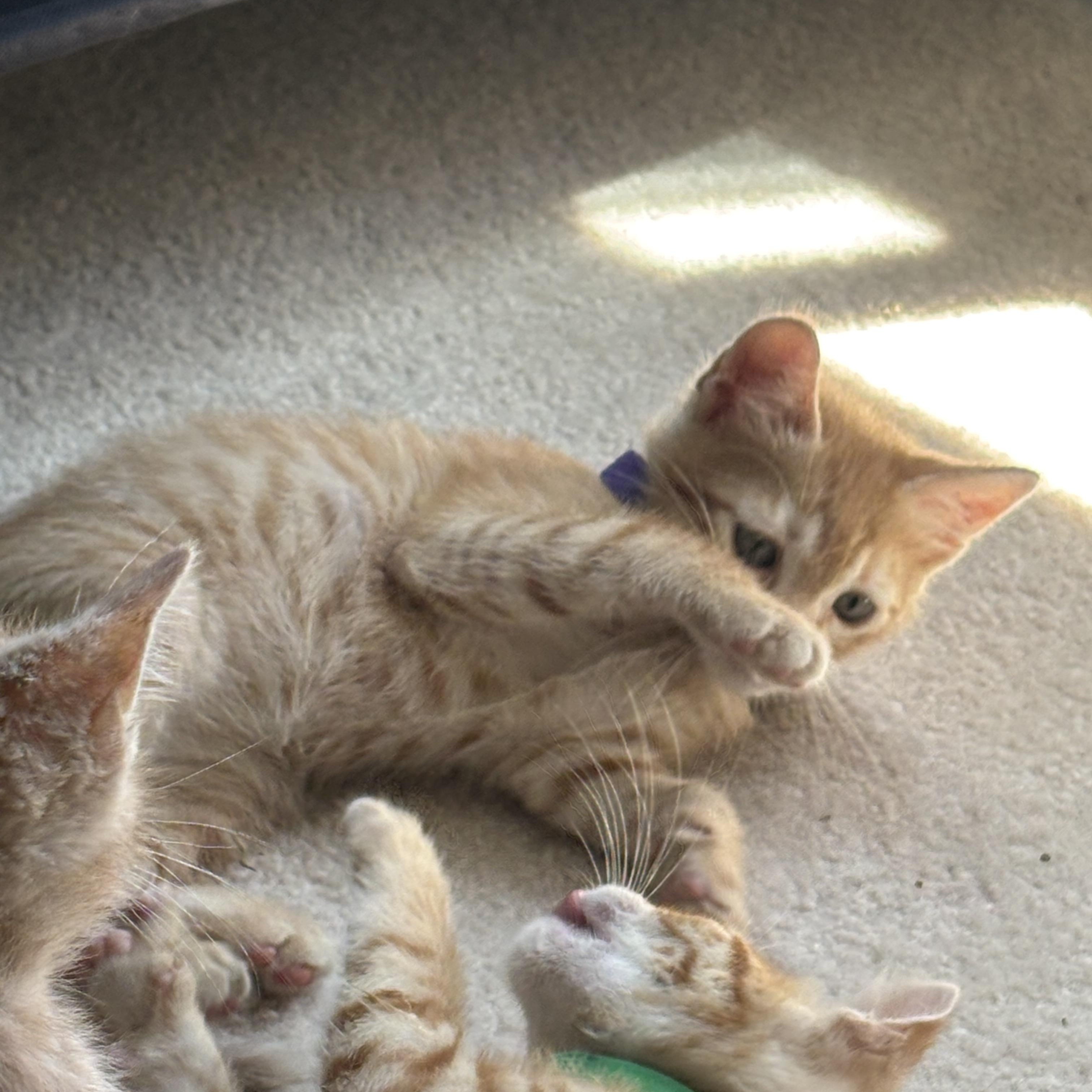 Elton, an adopted Domestic Short Hair in Hillsboro, OR image 3/5