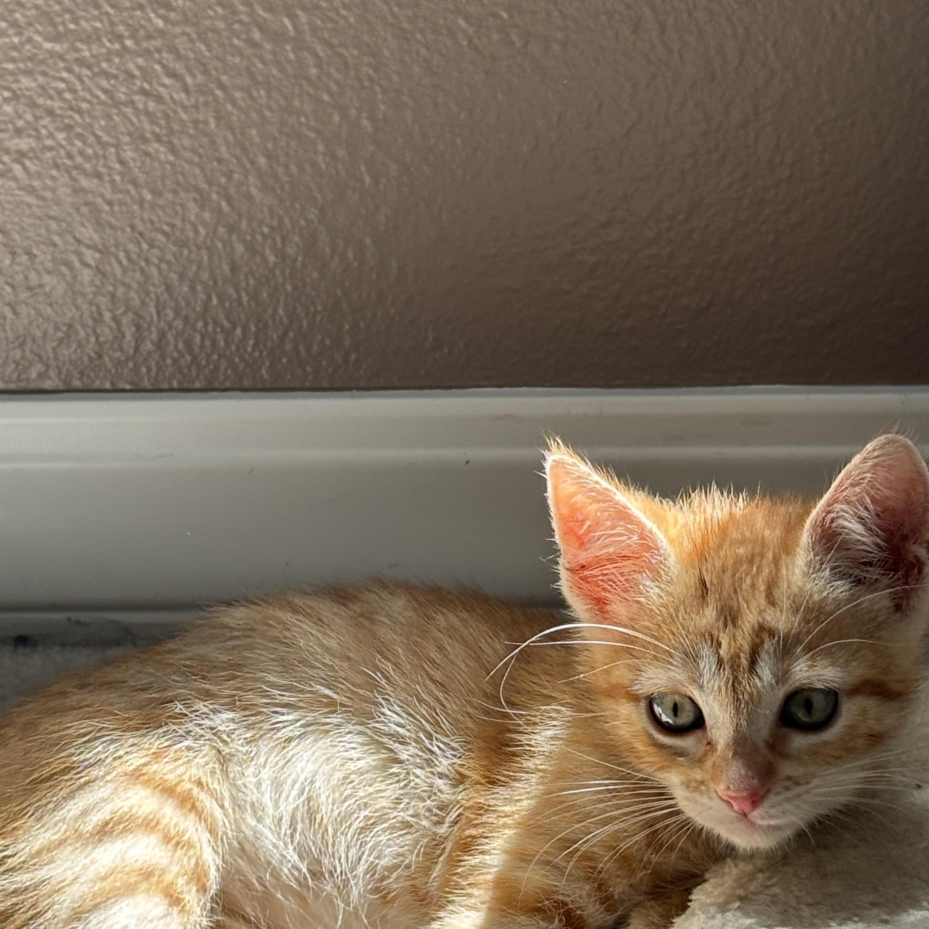 Elton, an adopted Domestic Short Hair in Hillsboro, OR image 1/5