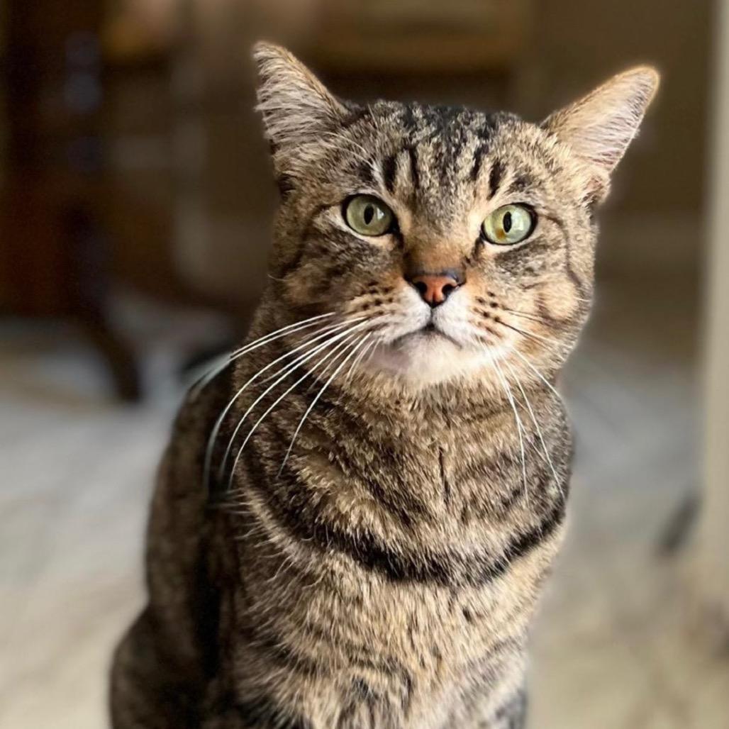 Alfred, Adoptable, Senior Male Domestic Short Hair.