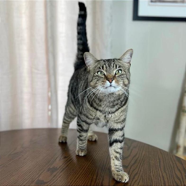 Alfred, a Adoptable Domestic Short Hair in Los Angeles, CA image 2/2