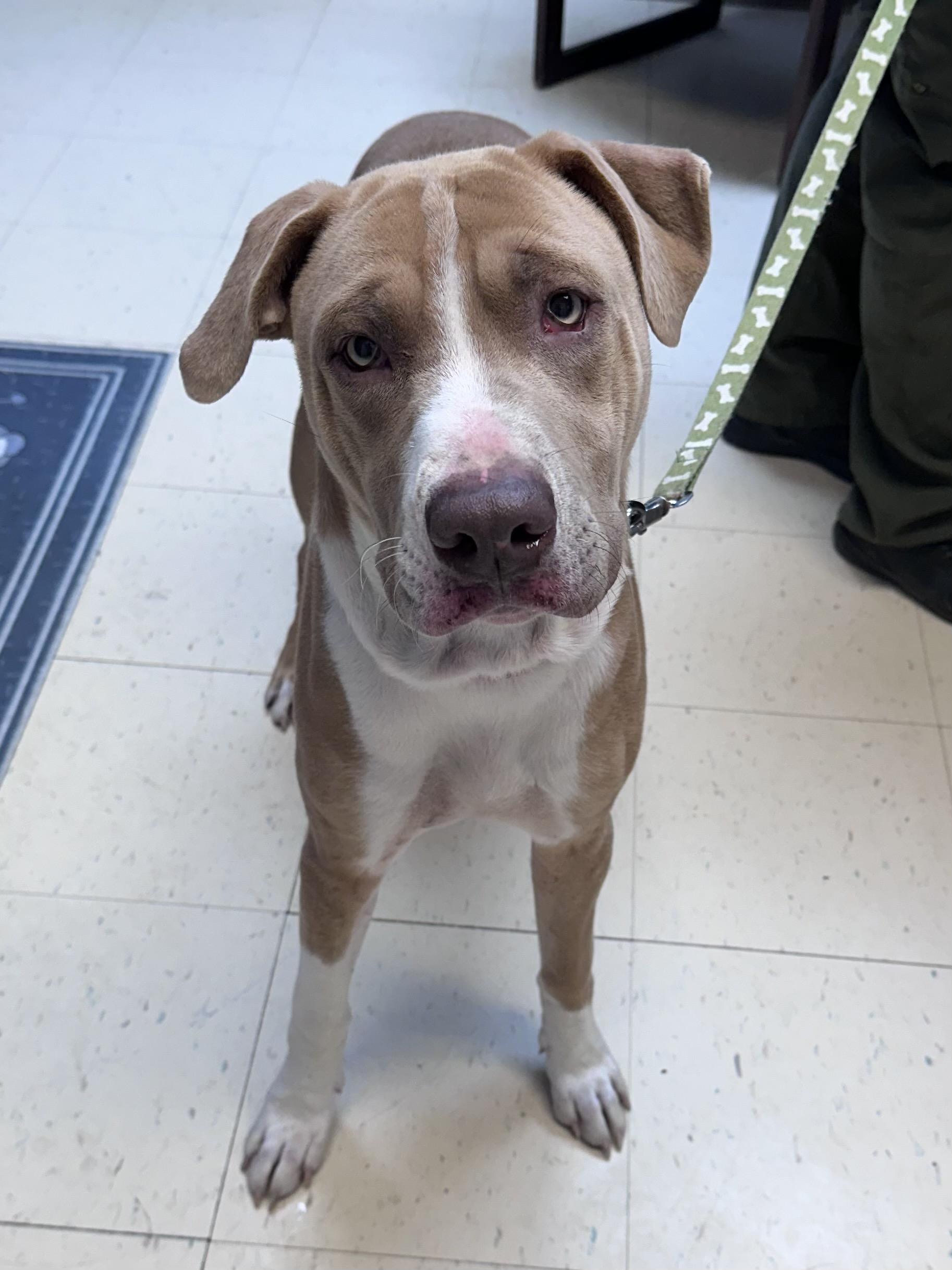 Cooper I thumbnail 2