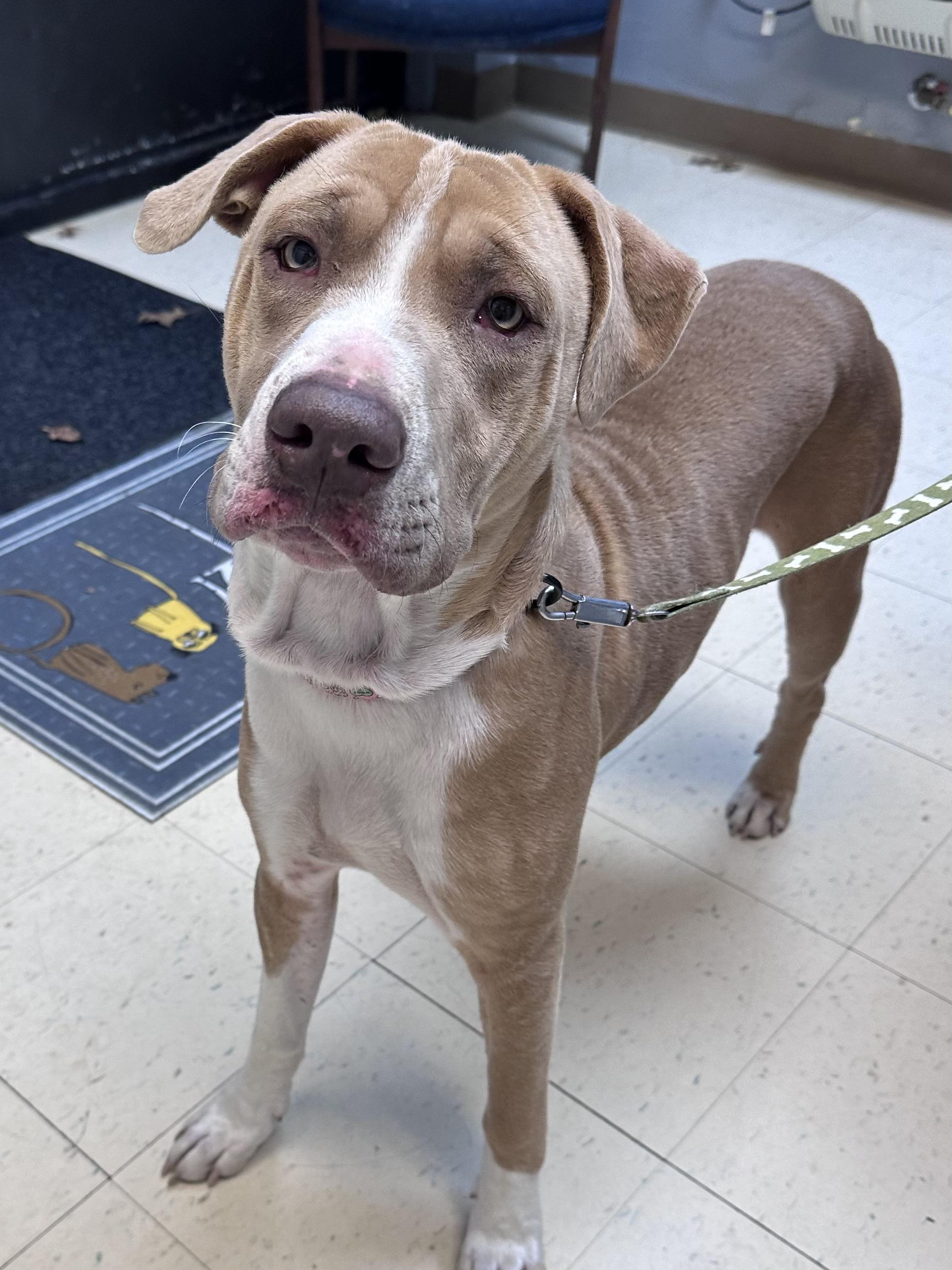 Cooper I thumbnail 3