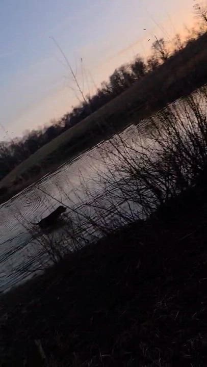 Enlarge Copper I , a ADOPTABLE mixed breed in Dyersburg, TN video 3/4