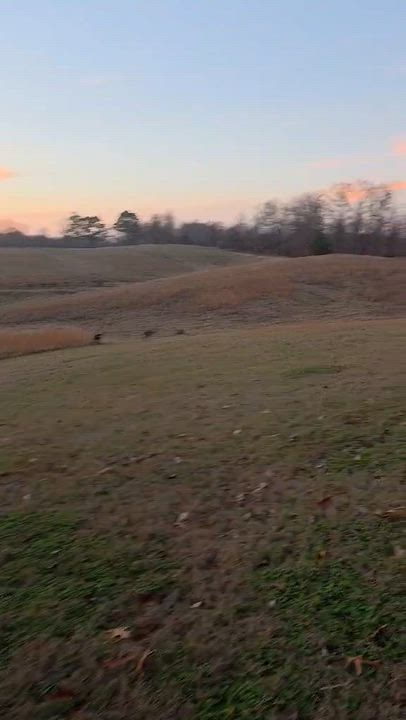 Enlarge Copper I , a ADOPTABLE mixed breed in Dyersburg, TN video 4/4