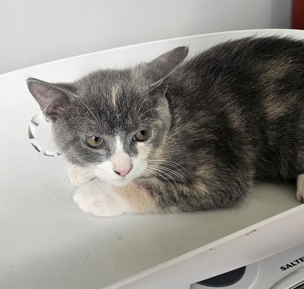 Autumn, Adoptable, Kitten Female Domestic Short Hair.