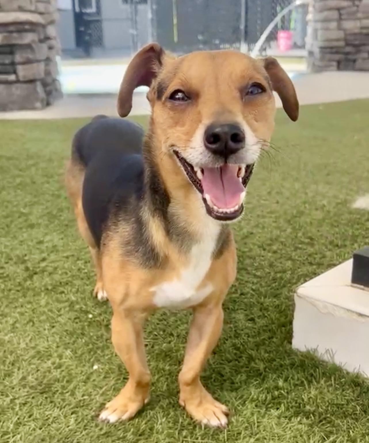 Chase, ADOPTABLE, Adult Male Dachshund.