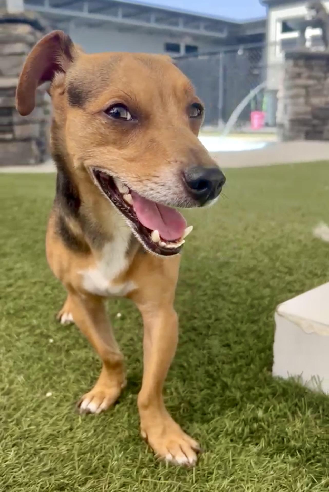 Chase, a ADOPTABLE Dachshund in Coconut Creek, FL image 2/3