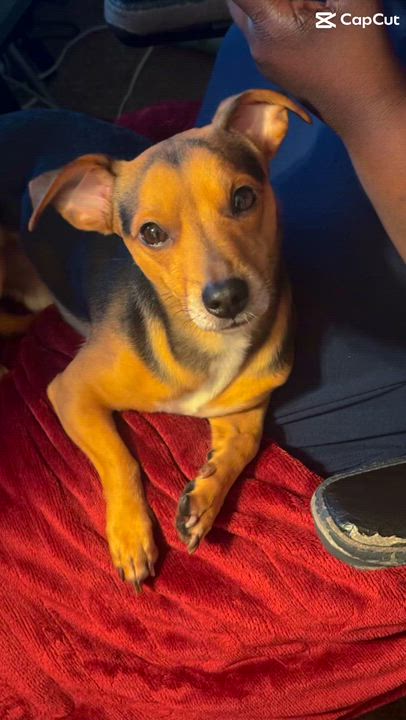 Enlarge Chase, a ADOPTABLE Dachshund in Coconut Creek, FL video 3/3