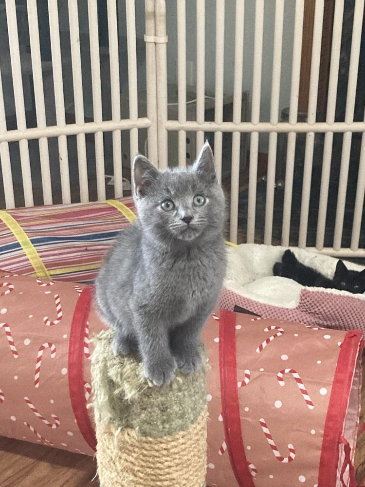 Enlarge Finley, a Adoptable Russian Blue in Pinole, CA image 1/5