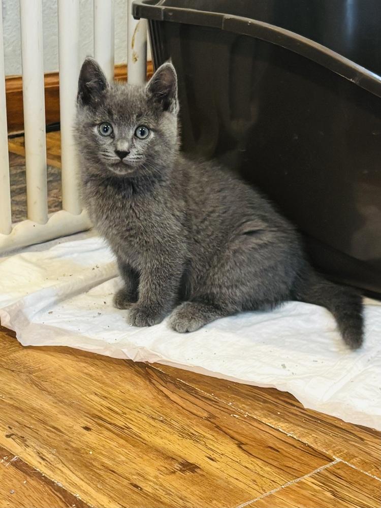 Enlarge Finley, a Adoptable Russian Blue in Pinole, CA image 3/5