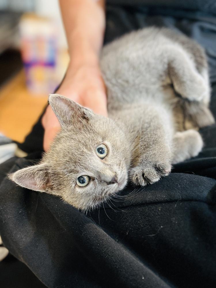 Enlarge Finley, a Adoptable Russian Blue in Pinole, CA image 4/5