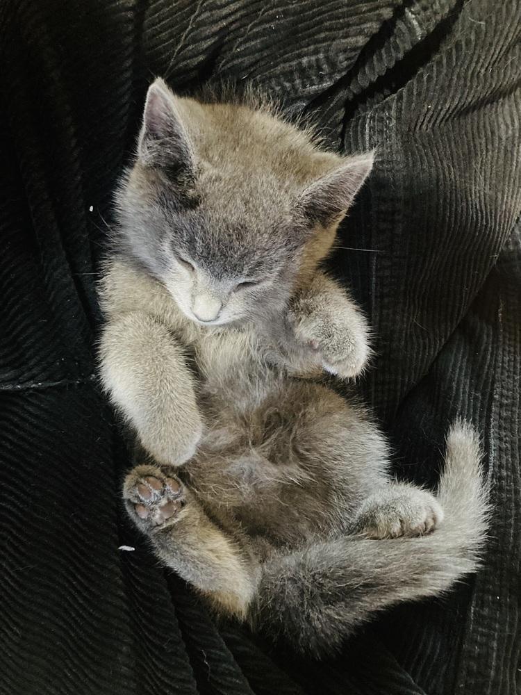 Enlarge Finley, a Adoptable Russian Blue in Pinole, CA image 5/5