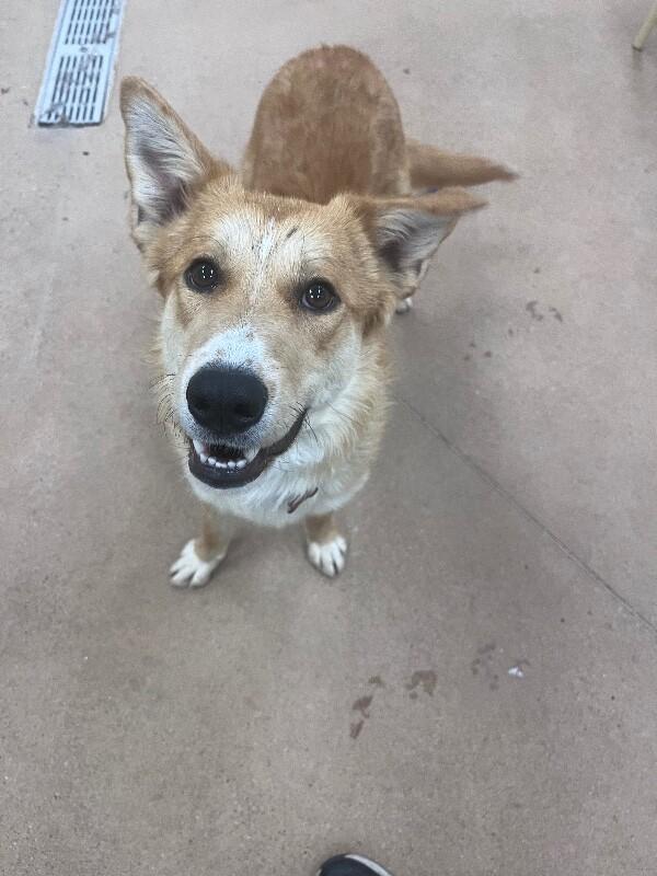Enlarge Munster, a Adoptable Mixed Breed in Westminster, CO image 1/6