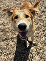 Enlarge Munster, a Adoptable Mixed Breed in Fort Collins, CO image 1/5