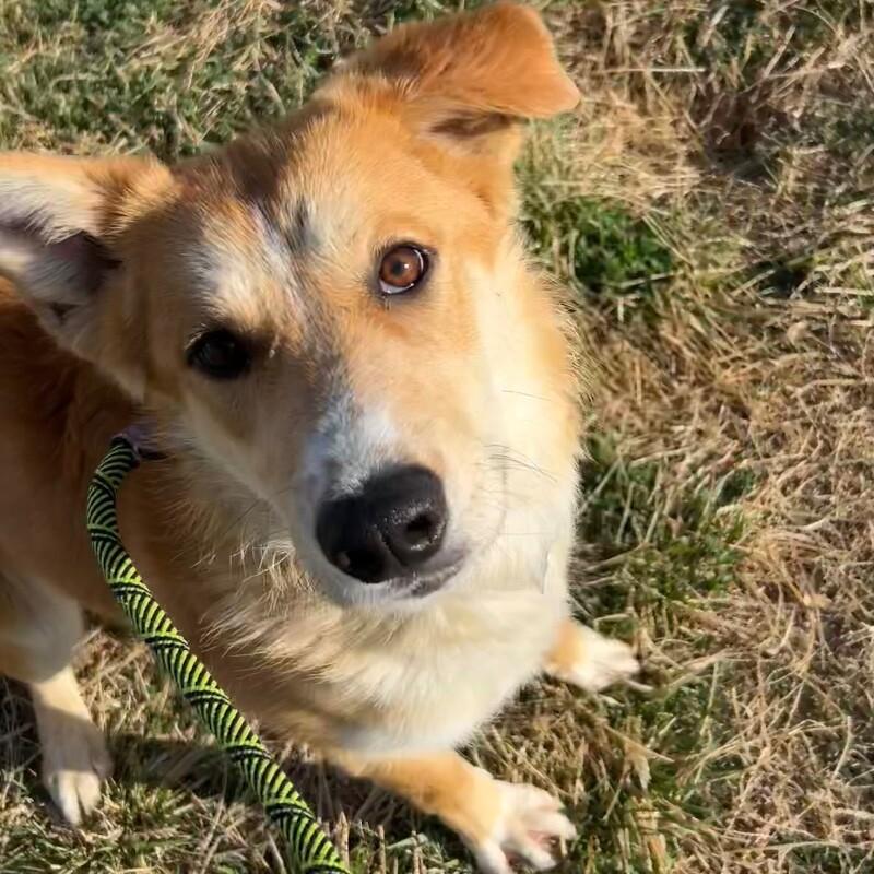 Enlarge Munster, a Adoptable Mixed Breed in Fort Collins, CO image 2/5