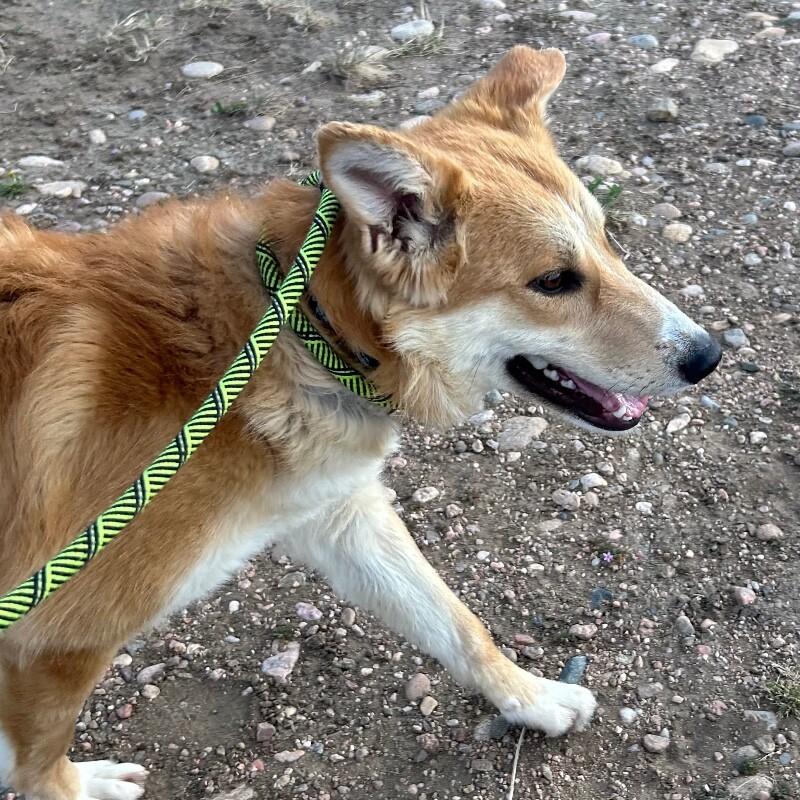 Enlarge Munster, a Adoptable Mixed Breed in Fort Collins, CO image 4/5