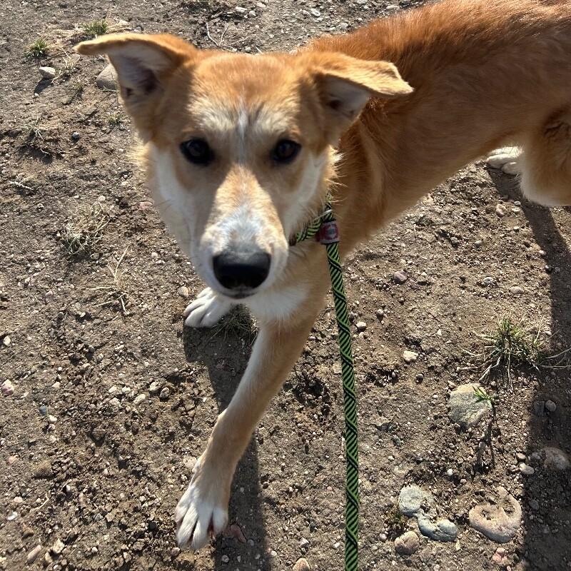 Enlarge Munster, a Adoptable Mixed Breed in Fort Collins, CO image 5/5