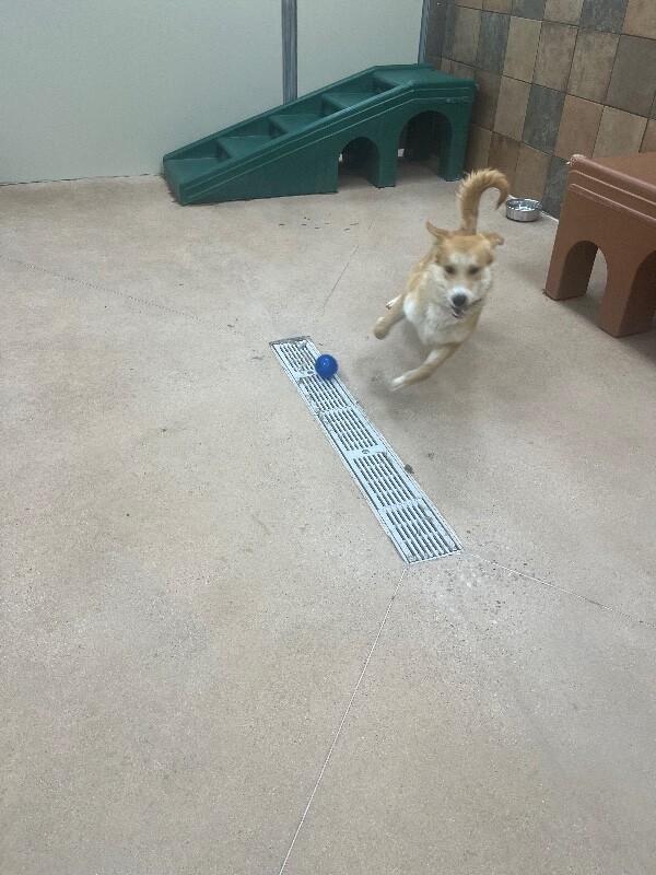 Enlarge Munster, a Adoptable Mixed Breed in Westminster, CO image 3/6