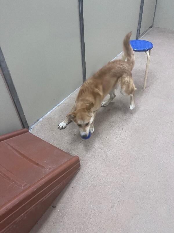 Enlarge Munster, a Adoptable Mixed Breed in Westminster, CO image 4/6