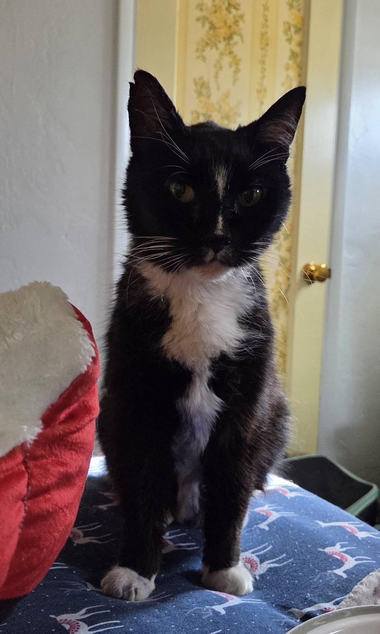 Enlarge Sam Goody, a Adoptable Domestic Short Hair in Medford, OR image 4/4