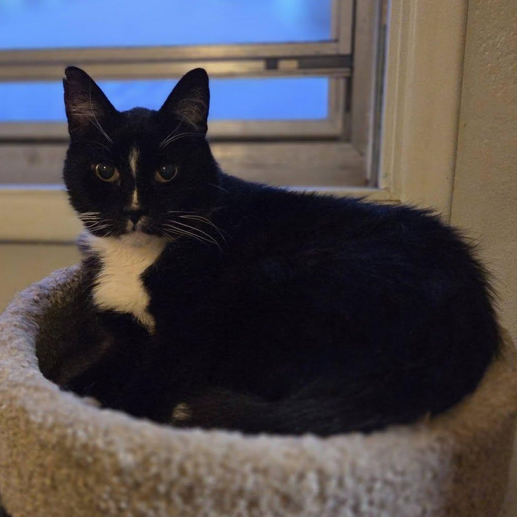 Sam Goody, Adoptable, Senior Male Domestic Short Hair.