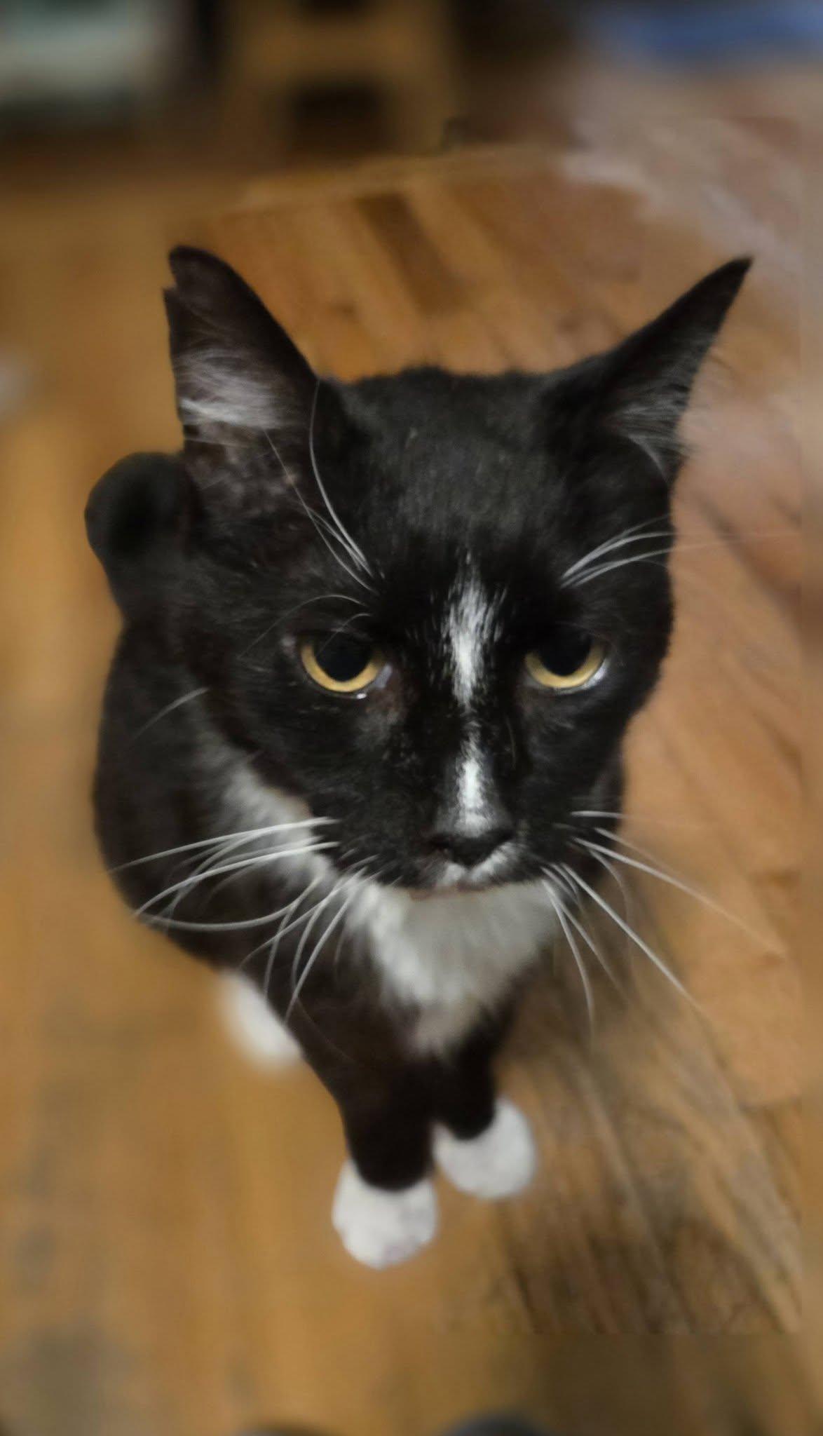 Enlarge Sam Goody, a Adoptable Domestic Short Hair in Medford, OR image 3/4