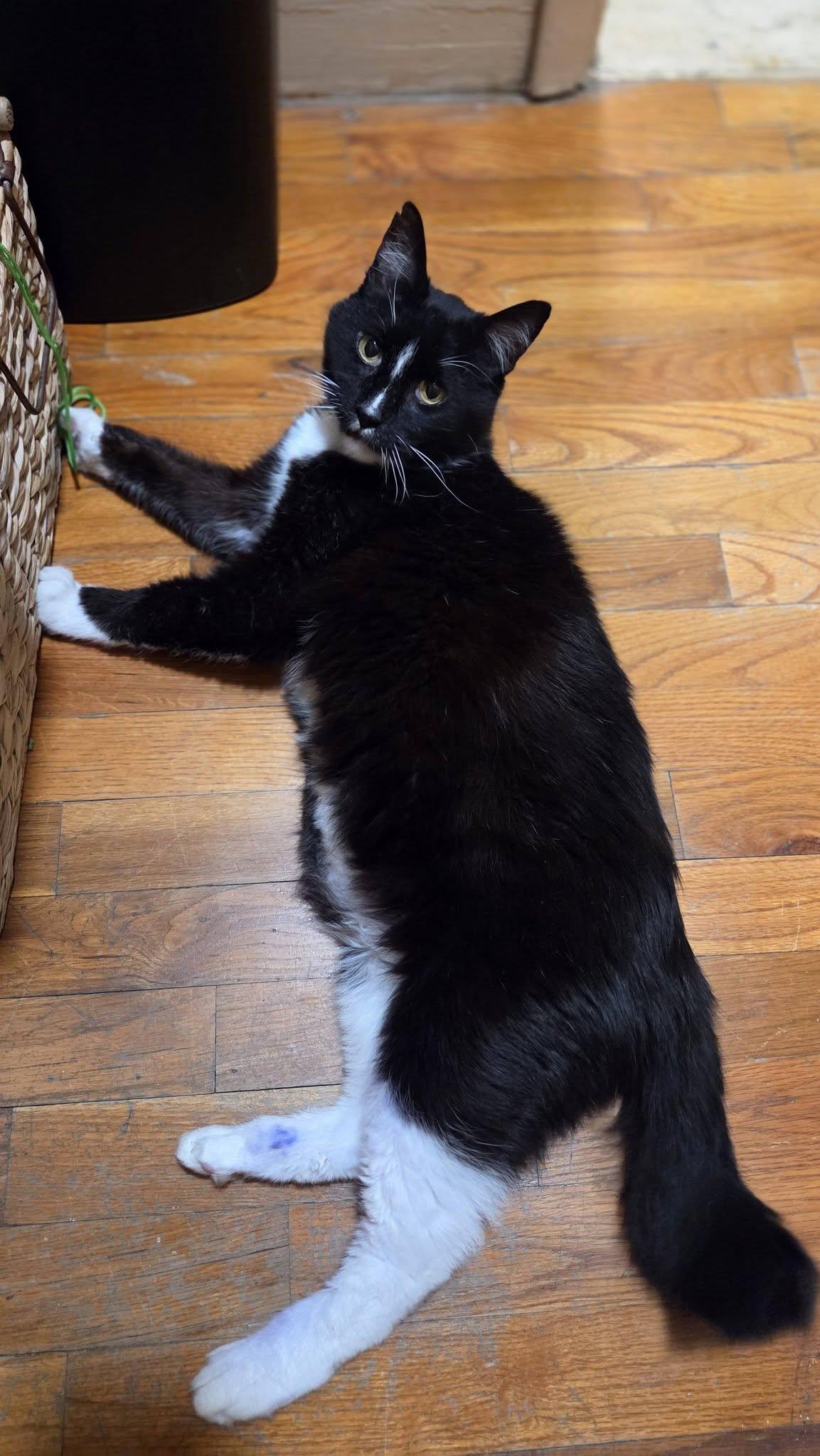 Enlarge Sam Goody, a Adoptable Domestic Short Hair in Medford, OR image 2/4