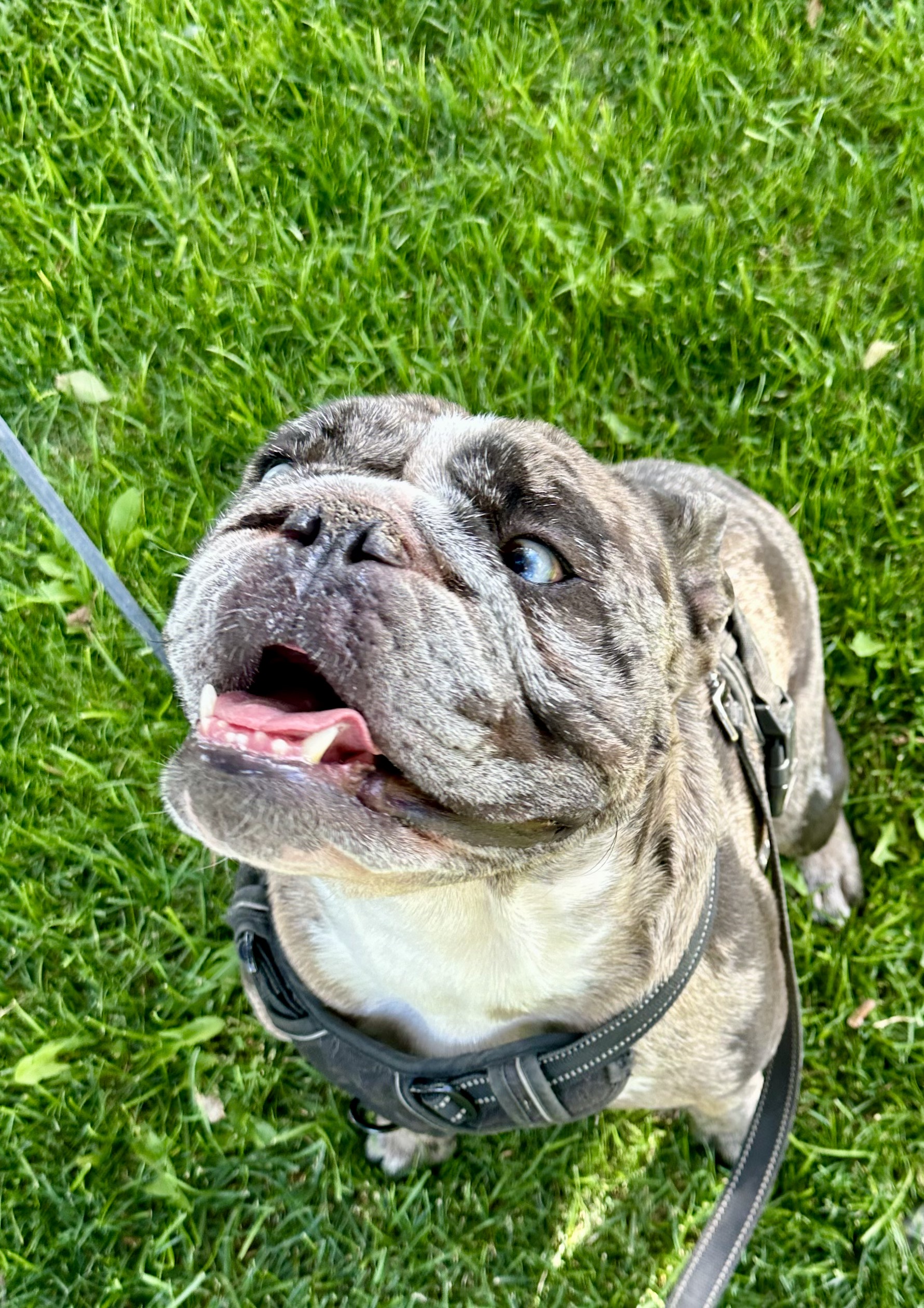 Bowser, Adopted, Young Male English Bulldog.